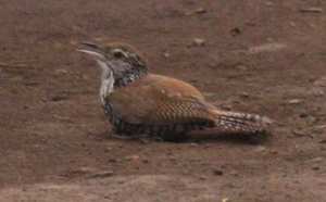 La cláusula suelo I: estudio de la Sentencia del Tribunal Supremo